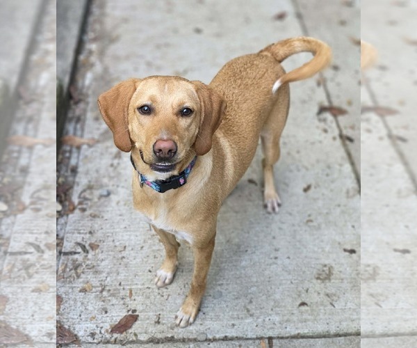 Medium Photo #3 Labbe Puppy For Sale in Woodsfield, OH, USA