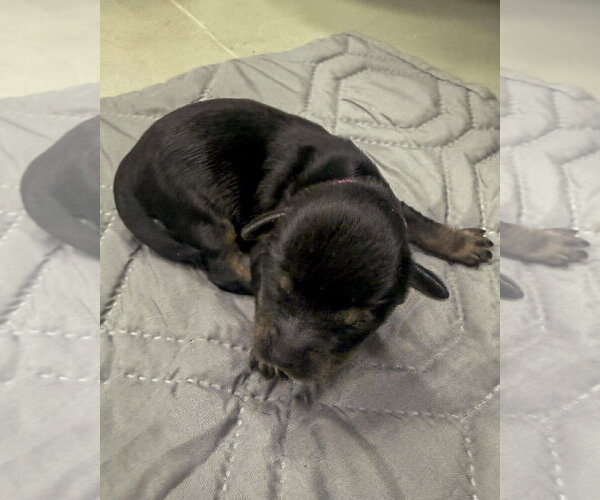 Medium Photo #4 Maltipoo (Miniature) Puppy For Sale in Corona, CA, USA