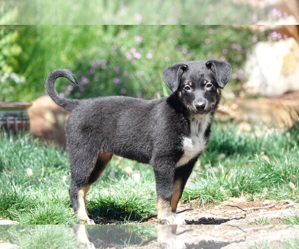 Medium Photo #1 Collie-Unknown Mix Puppy For Sale in Sandy, UT, USA