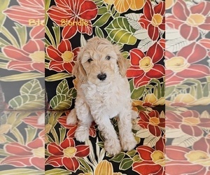 Goldendoodle Puppy for Sale in SCOTTSDALE, Arizona USA