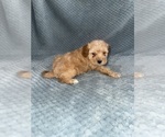 Small #4 Cavapoo mix (+ Poodle Miniature)