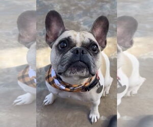 Petunia - Female French Bulldog Dog for Adoption - Photo #5