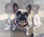 Small Photo #5 French Bulldog Puppy For Sale in San Diego, CA, USA