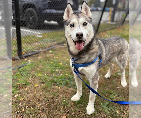 Medium Photo #1 Siberian Husky Puppy For Sale in Boston, MA, USA