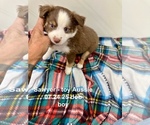 Small #1 Miniature Australian Shepherd