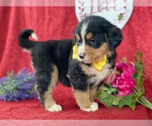 Bernese Mountain Dog-Labrador Retriever Mix Puppy for sale in LANCASTER, PA, USA