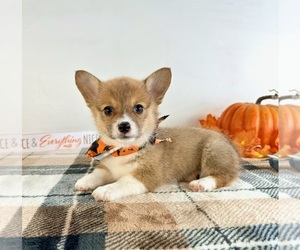 Pembroke Welsh Corgi Puppy for sale in GREENFIELD, IN, USA