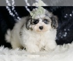 Small #2 Maltipoo (Miniature)