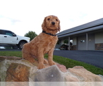 Puppy Kane Goldendoodle