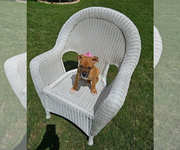 Medium Photo #4 Boxer-Unknown Mix Puppy For Sale in Austin, TX, USA