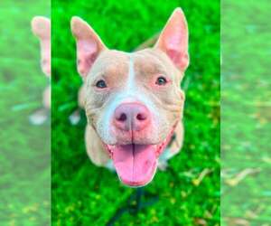 Jolene (fka Sugar) - Female Mutt Dog for Adoption - Photo #3