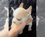 Small #5 Chihuahua