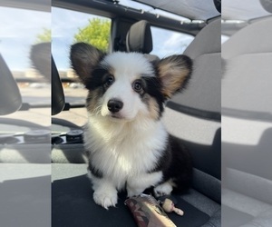 Pembroke Welsh Corgi Puppy for sale in CITRUS HEIGHTS, CA, USA