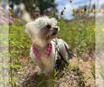 Small #2 Maltese