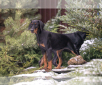 Small Photo #20 Doberman Pinscher Puppy For Sale in Moscow, Moscow, Russia