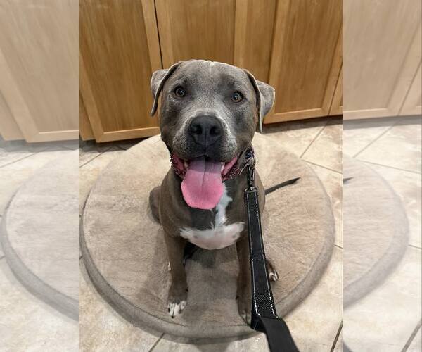 Medium Photo #1 American Pit Bull Terrier-Unknown Mix Puppy For Sale in La Verne, CA, USA