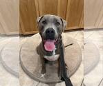 Small American Pit Bull Terrier Mix
