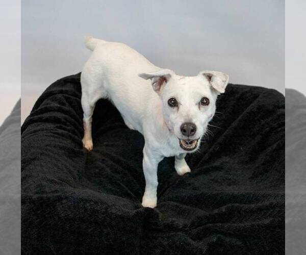 Medium Photo #2 Jack Russell Terrier Puppy For Sale in Kennesaw, GA, USA