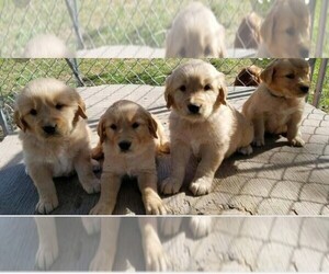 Golden Retriever Puppy for sale in ANAHEIM, CA, USA