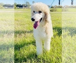 Small Photo #1 Goldendoodle Puppy For Sale in SUGAR LAND, TX, USA