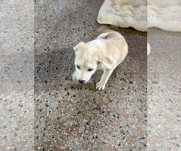 Medium Photo #11 Unknown-pomeranian spitz Mix Puppy For Sale in Sanford, FL, USA