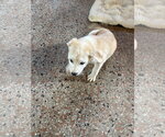 Small Photo #11 Unknown-pomeranian spitz Mix Puppy For Sale in Sanford, FL, USA