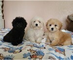 Small Photo #1 Maltipoo Puppy For Sale in TEMECULA, CA, USA
