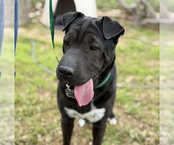 Medium Photo #3 Mutt Puppy For Sale in Oceanside, CA, USA