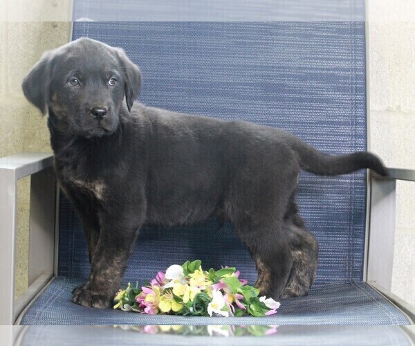 Medium Photo #1 Golden Labrador Puppy For Sale in FREDERICKSBURG, OH, USA