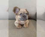 Puppy Charming French Bulldog