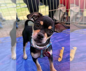 Chug Dogs for adoption in Wakefield, RI, USA