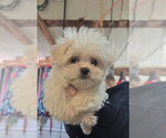 Small #2 Shih Tzu
