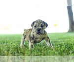 Puppy 2 English Bulldog-Mastiff Mix