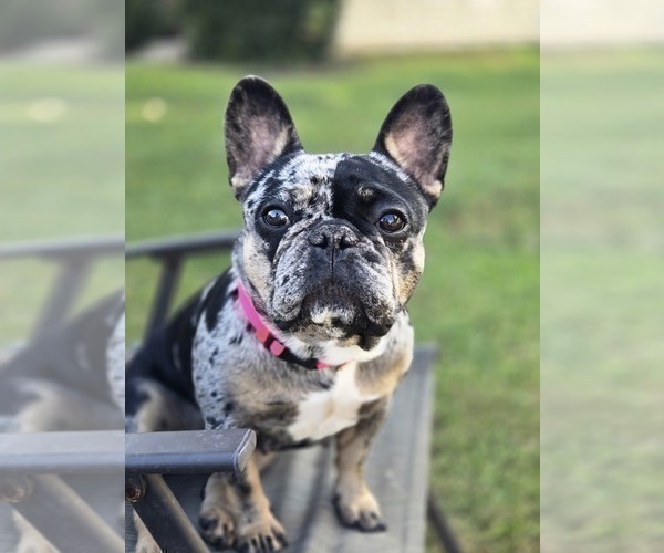 Medium Photo #1 French Bulldog Puppy For Sale in GLEN BURNIE, MD, USA
