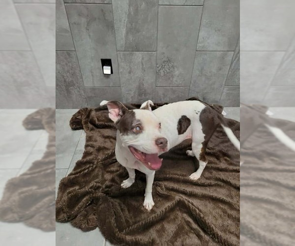 Medium Photo #6 Boxer-Unknown Mix Puppy For Sale in New York, NY, USA