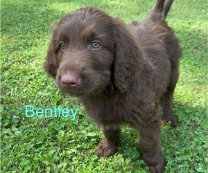 Labradoodle Puppy for sale in RICHMOND, MI, USA
