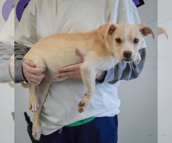 Medium Photo #3 Great Dane-Labrador Retriever Mix Puppy For Sale in Huntley, IL, USA