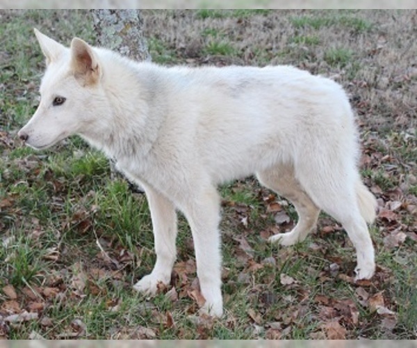 Medium Photo #6 Wolf Hybrid Puppy For Sale in POWELL, TN, USA