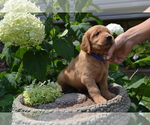 Small Photo #16 Golden Retriever Puppy For Sale in GREENWOOD, WI, USA