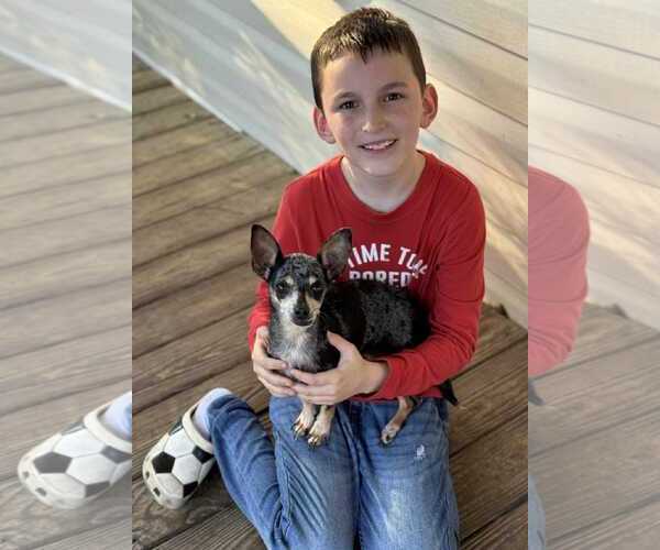 Medium Photo #4 Chihuahua Puppy For Sale in Gulfport, MI, USA