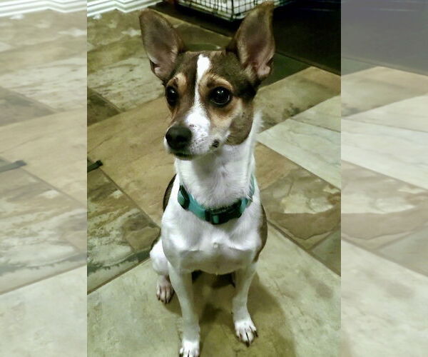 Medium Photo #3 Rat Terrier Puppy For Sale in Atlanta, GA, USA