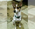 Small #2 Rat Terrier