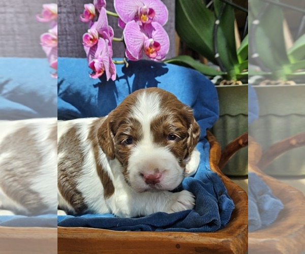 Medium Photo #20 English Springer Spaniel Puppy For Sale in WOOSTER, OH, USA