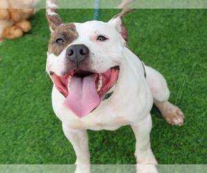 American Staffordshire Terrier Dogs for adoption in Tallahassee, FL, USA