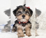 Small Yorkshire Terrier