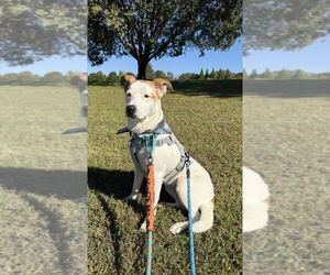 James - Male Mutt Dog for Adoption - Photo #2