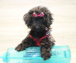 Poodle (Miniature) Puppy for sale in LAS VEGAS, NV, USA