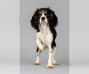 Mother of the Cavalier King Charles Spaniel puppies born on 04/06/2025