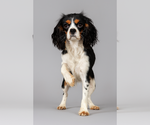 Small Photo #1 Cavalier King Charles Spaniel Puppy For Sale in LEESVILLE, LA, USA