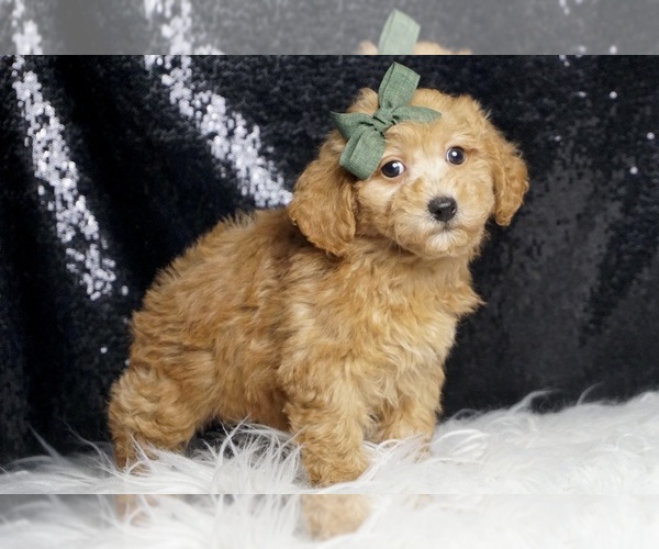 Medium Photo #4 Poodle (Toy) Puppy For Sale in WARSAW, IN, USA